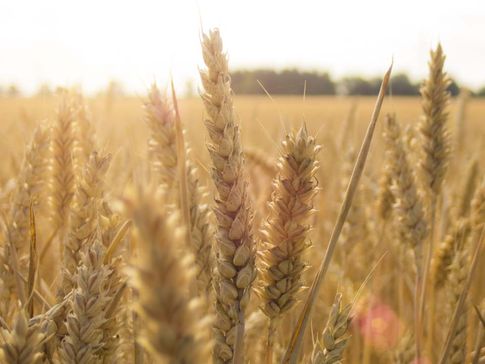 Céréales sans produits de traitement